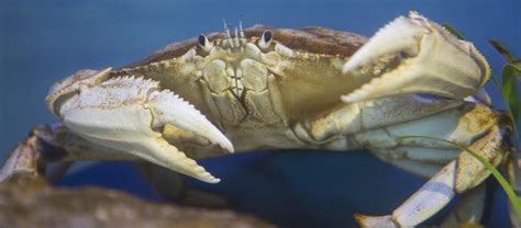 black dots on crab legs|dungeness crab black inside body.